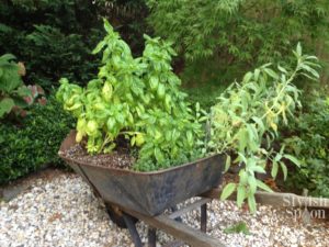 Reclaimed Wheelbarrow Herb Garden | stylishspoon.com